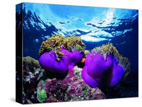 Sea Anemones (Heteractis Magnifica) and Clown Fish (Amphiprion Nigripes)-Andrea Ferrari-Stretched Canvas