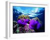 Sea Anemones (Heteractis Magnifica) and Clown Fish (Amphiprion Nigripes)-Andrea Ferrari-Framed Photographic Print