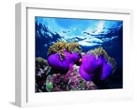 Sea Anemones (Heteractis Magnifica) and Clown Fish (Amphiprion Nigripes)-Andrea Ferrari-Framed Photographic Print