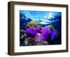 Sea Anemones (Heteractis Magnifica) and Clown Fish (Amphiprion Nigripes)-Andrea Ferrari-Framed Photographic Print