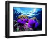 Sea Anemones (Heteractis Magnifica) and Clown Fish (Amphiprion Nigripes)-Andrea Ferrari-Framed Photographic Print