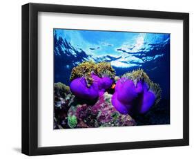 Sea Anemones (Heteractis Magnifica) and Clown Fish (Amphiprion Nigripes)-Andrea Ferrari-Framed Photographic Print