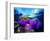 Sea Anemones (Heteractis Magnifica) and Clown Fish (Amphiprion Nigripes)-Andrea Ferrari-Framed Photographic Print