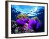 Sea Anemones (Heteractis Magnifica) and Clown Fish (Amphiprion Nigripes)-Andrea Ferrari-Framed Photographic Print