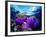 Sea Anemones (Heteractis Magnifica) and Clown Fish (Amphiprion Nigripes)-Andrea Ferrari-Framed Photographic Print