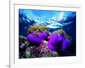 Sea Anemones (Heteractis Magnifica) and Clown Fish (Amphiprion Nigripes)-Andrea Ferrari-Framed Photographic Print