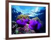 Sea Anemones (Heteractis Magnifica) and Clown Fish (Amphiprion Nigripes)-Andrea Ferrari-Framed Photographic Print