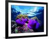 Sea Anemones (Heteractis Magnifica) and Clown Fish (Amphiprion Nigripes)-Andrea Ferrari-Framed Photographic Print