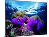Sea Anemones (Heteractis Magnifica) and Clown Fish (Amphiprion Nigripes)-Andrea Ferrari-Mounted Photographic Print