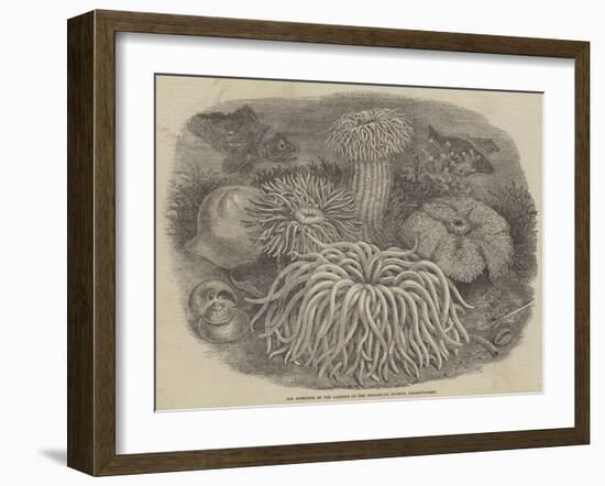 Sea Anemones in the Gardens of the Zoological Society, Regent's Park-null-Framed Giclee Print