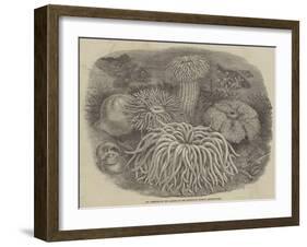 Sea Anemones in the Gardens of the Zoological Society, Regent's Park-null-Framed Giclee Print