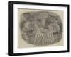 Sea Anemones in the Gardens of the Zoological Society, Regent's Park-null-Framed Giclee Print