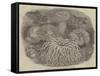 Sea Anemones in the Gardens of the Zoological Society, Regent's Park-null-Framed Stretched Canvas