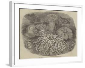 Sea Anemones in the Gardens of the Zoological Society, Regent's Park-null-Framed Giclee Print