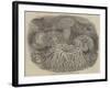 Sea Anemones in the Gardens of the Zoological Society, Regent's Park-null-Framed Giclee Print