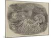 Sea Anemones in the Gardens of the Zoological Society, Regent's Park-null-Mounted Giclee Print