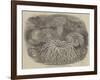 Sea Anemones in the Gardens of the Zoological Society, Regent's Park-null-Framed Giclee Print