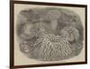 Sea Anemones in the Gardens of the Zoological Society, Regent's Park-null-Framed Premium Giclee Print