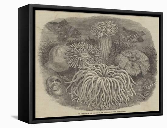Sea Anemones in the Gardens of the Zoological Society, Regent's Park-null-Framed Stretched Canvas
