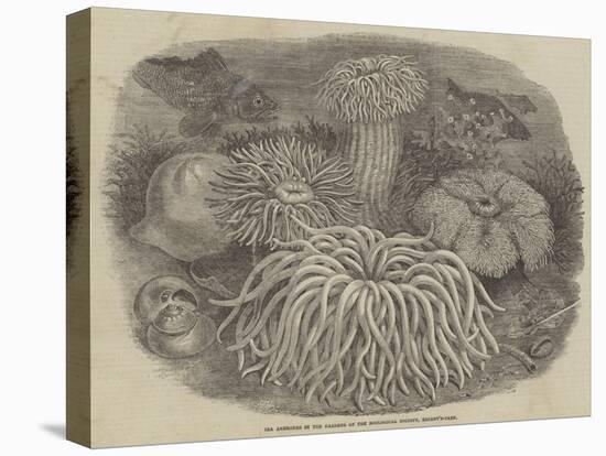 Sea Anemones in the Gardens of the Zoological Society, Regent's Park-null-Stretched Canvas