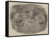 Sea Anemones in the Gardens of the Zoological Society, Regent's Park-null-Framed Stretched Canvas