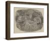 Sea Anemones in the Gardens of the Zoological Society, Regent's Park-null-Framed Giclee Print