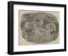 Sea Anemones in the Gardens of the Zoological Society, Regent's Park-null-Framed Giclee Print