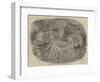 Sea Anemones in the Gardens of the Zoological Society, Regent's Park-null-Framed Giclee Print