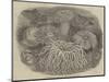 Sea Anemones in the Gardens of the Zoological Society, Regent's Park-null-Mounted Giclee Print