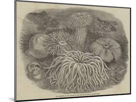 Sea Anemones in the Gardens of the Zoological Society, Regent's Park-null-Mounted Giclee Print