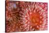 Sea Anemones (Urticina Eques) Close-Up, Saltstraumen, Bod?, Norway, October 2008-Lundgren-Stretched Canvas