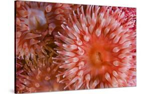 Sea Anemones (Urticina Eques) Close-Up, Saltstraumen, Bod?, Norway, October 2008-Lundgren-Stretched Canvas