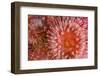 Sea Anemones (Urticina Eques) Close-Up, Saltstraumen, Bod?, Norway, October 2008-Lundgren-Framed Photographic Print