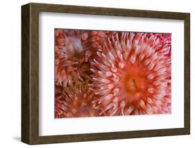 Sea Anemones (Urticina Eques) Close-Up, Saltstraumen, Bod?, Norway, October 2008-Lundgren-Framed Photographic Print