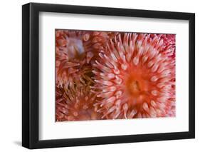 Sea Anemones (Urticina Eques) Close-Up, Saltstraumen, Bod?, Norway, October 2008-Lundgren-Framed Photographic Print