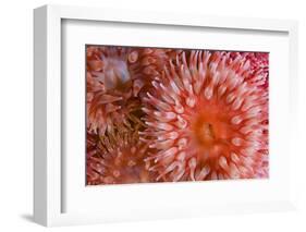 Sea Anemones (Urticina Eques) Close-Up, Saltstraumen, Bod?, Norway, October 2008-Lundgren-Framed Photographic Print