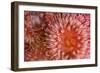 Sea Anemones (Urticina Eques) Close-Up, Saltstraumen, Bod?, Norway, October 2008-Lundgren-Framed Photographic Print