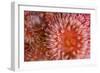 Sea Anemones (Urticina Eques) Close-Up, Saltstraumen, Bod?, Norway, October 2008-Lundgren-Framed Photographic Print