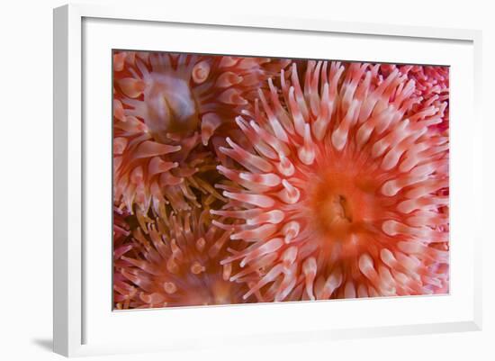 Sea Anemones (Urticina Eques) Close-Up, Saltstraumen, Bod?, Norway, October 2008-Lundgren-Framed Photographic Print