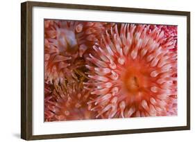 Sea Anemones (Urticina Eques) Close-Up, Saltstraumen, Bod?, Norway, October 2008-Lundgren-Framed Photographic Print