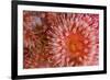 Sea Anemones (Urticina Eques) Close-Up, Saltstraumen, Bod?, Norway, October 2008-Lundgren-Framed Photographic Print