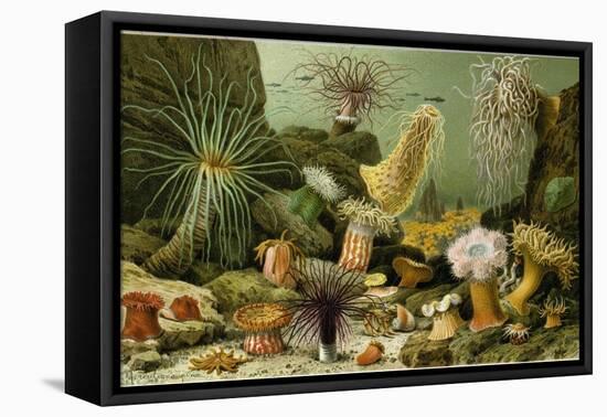 Sea Anemones-null-Framed Stretched Canvas