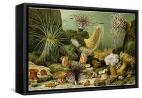 Sea Anemones-null-Framed Stretched Canvas
