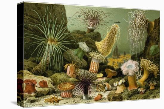 Sea Anemones-null-Stretched Canvas