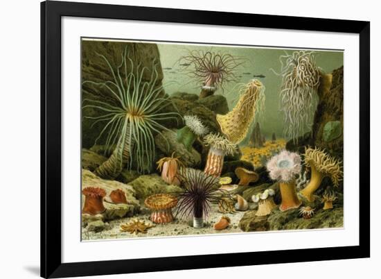 Sea Anemones-null-Framed Giclee Print