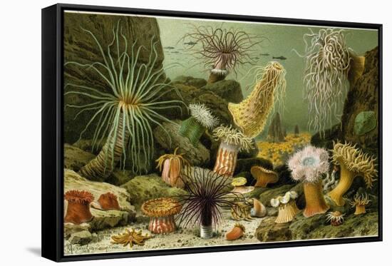 Sea Anemones-null-Framed Stretched Canvas