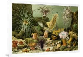 Sea Anemones-null-Framed Giclee Print