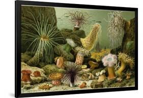 Sea Anemones-null-Framed Giclee Print