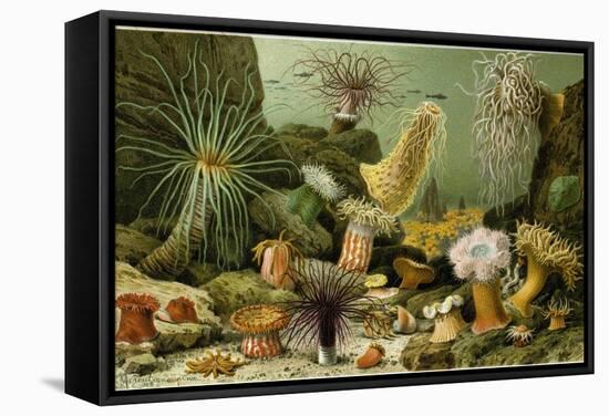 Sea Anemones-null-Framed Stretched Canvas