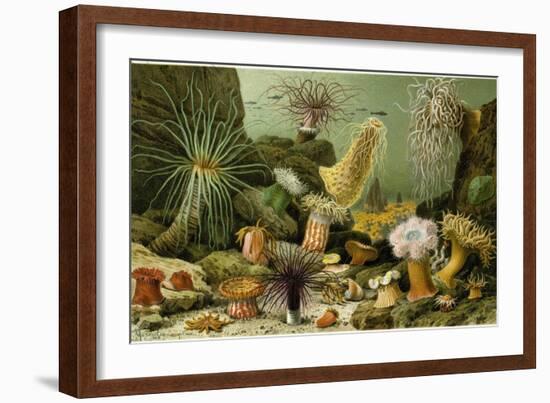 Sea Anemones-null-Framed Giclee Print